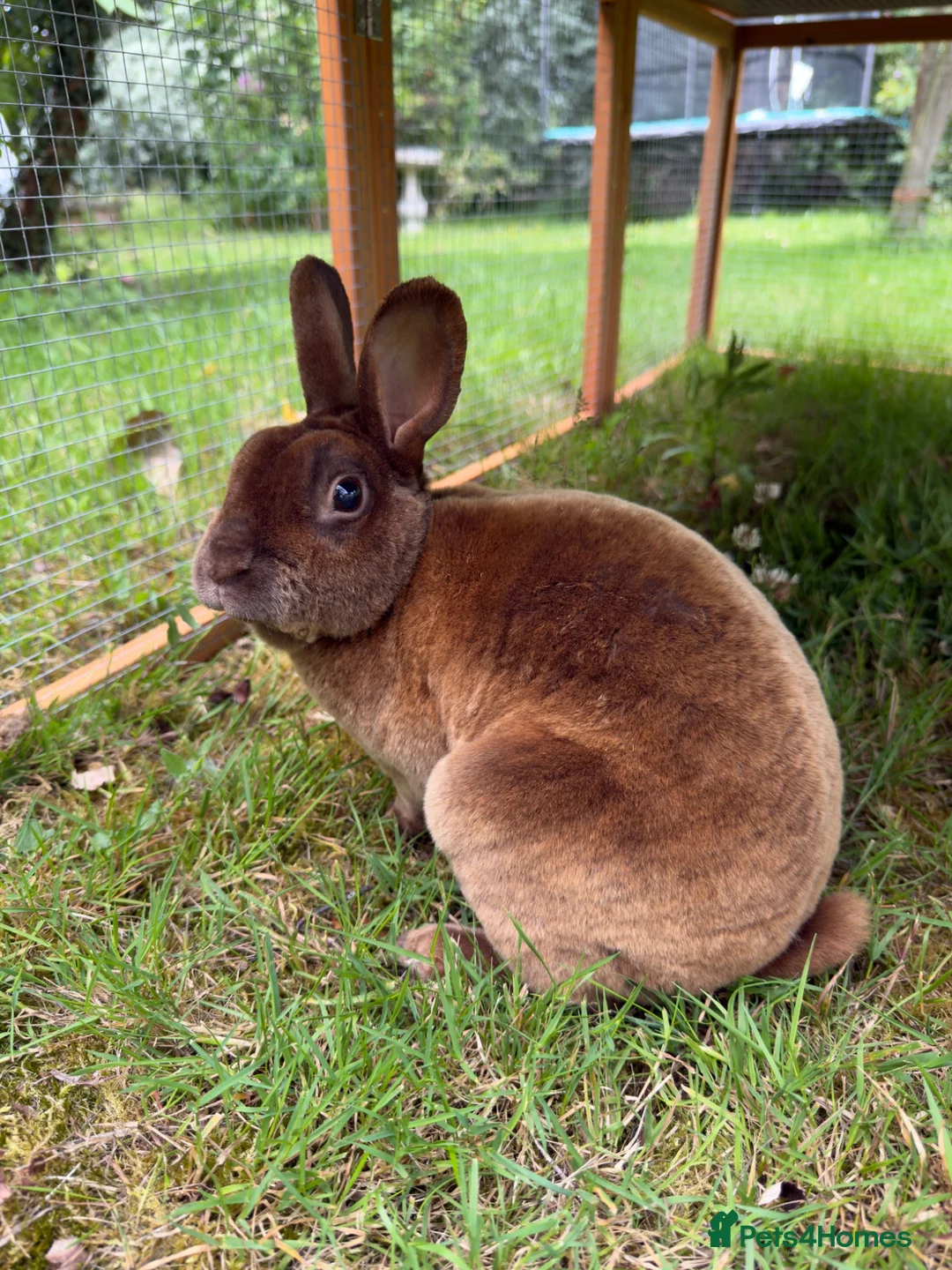 Rex rabbits for sale: Chocolate brown mini rex in Tonbridge - Advert 1