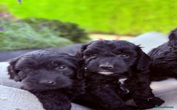 Cockapoo dogs for sale: F1 cockapoos - Image 6