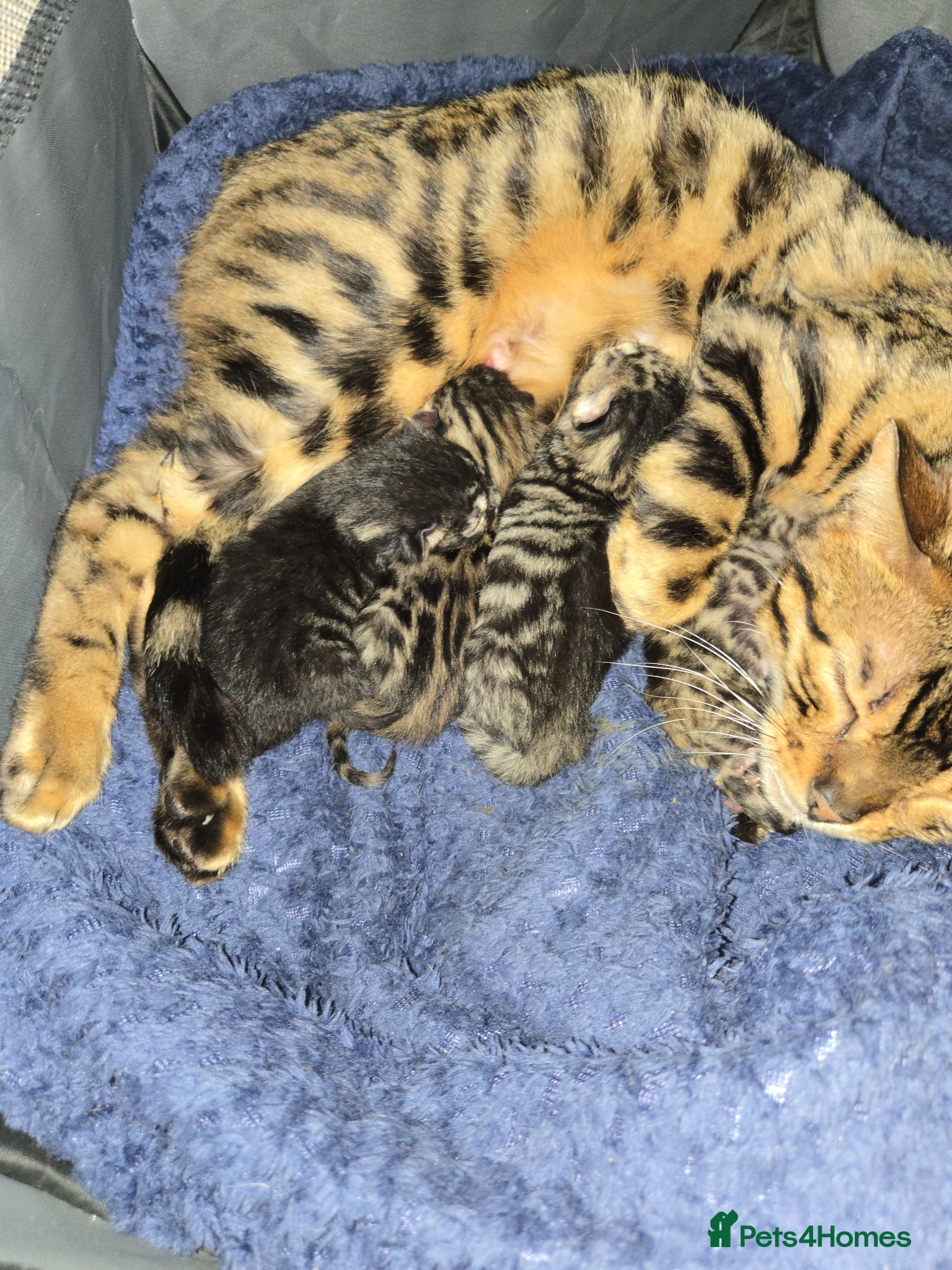 Bengal cats Bengal kittens ready to leave now! - Advert 1