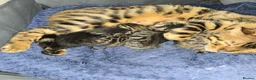Bengal cats for sale: Bengal kittens ready to leave now! - Advert 1