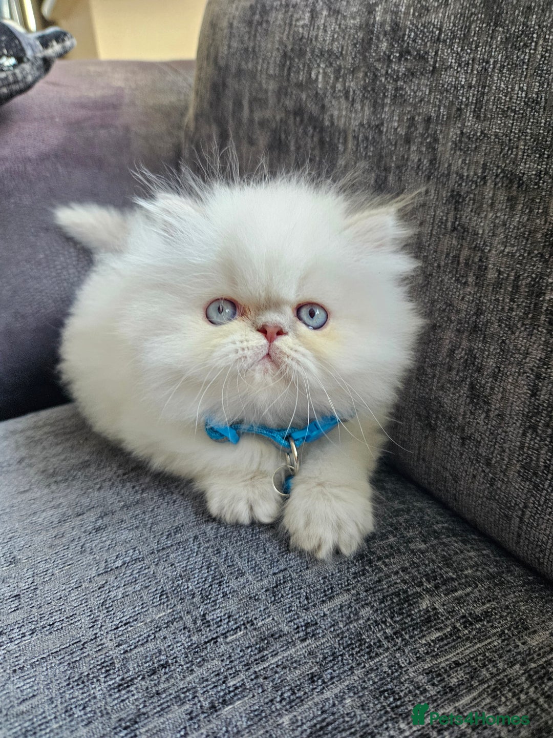 Persian cats for sale: Stunning Pedigree Persian Kitten - Image 2