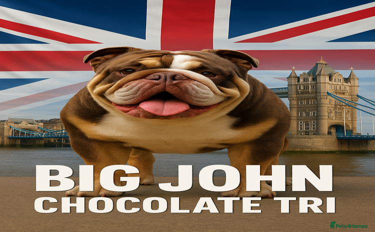 English Bulldog dogs - Advert 1