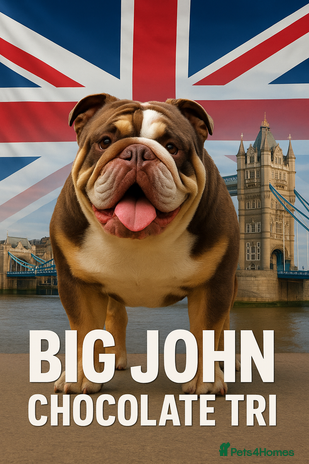 English Bulldog dogs - Advert 1