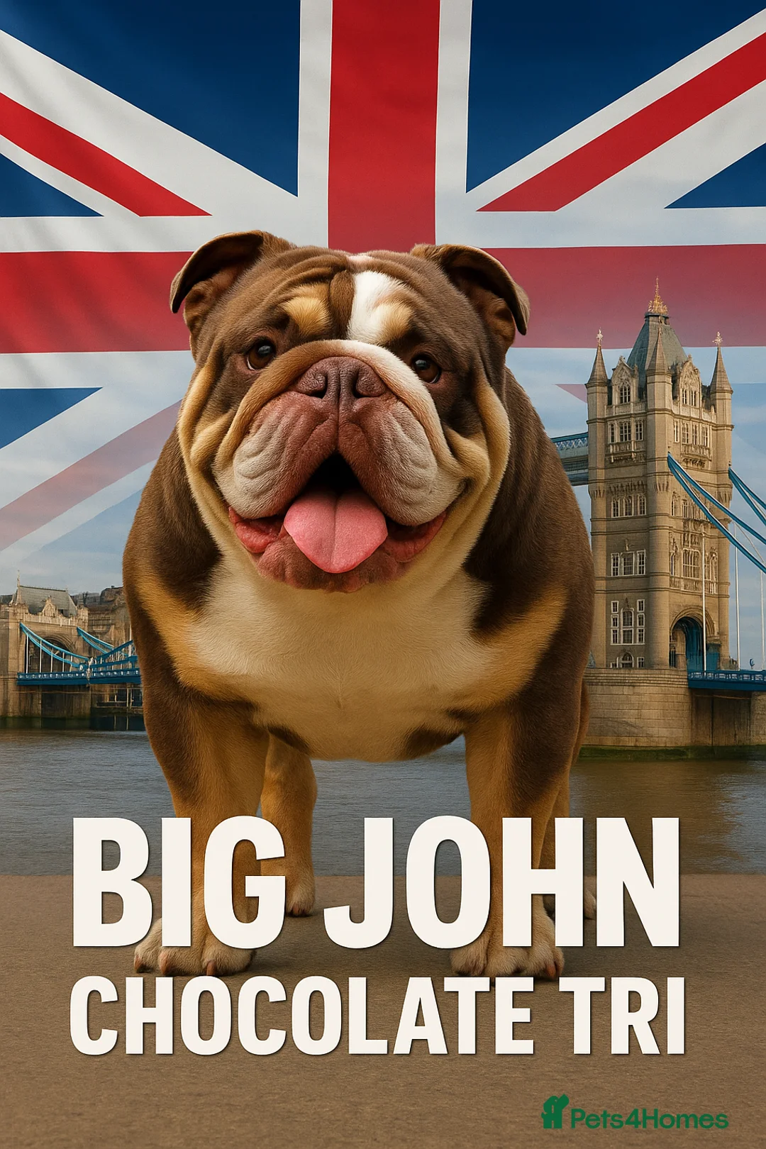 English Bulldog dogs for stud: 🐾 English Bulldog STUD AVAILABLE –  BIG JOHN 🐾 - Advert 2