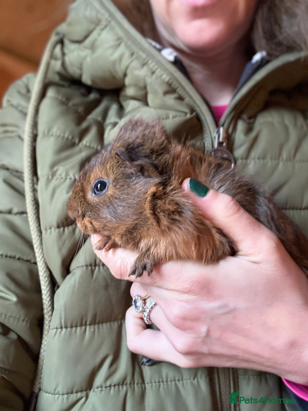 Guinea Pig rodents for sale: Baby Guinea Pigs - Advert 2