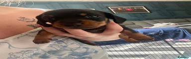 Miniature Dachshund 3