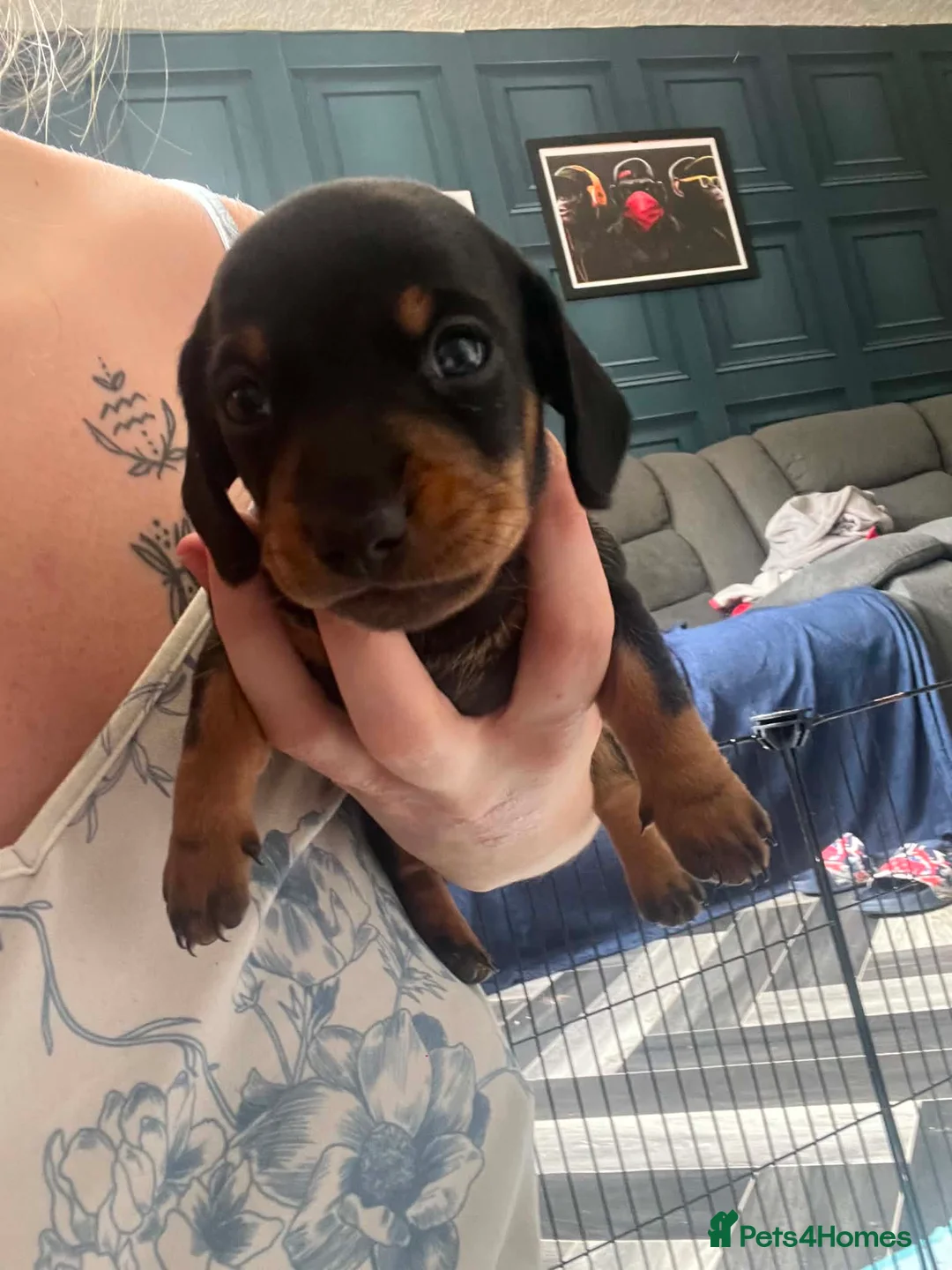Miniature Dachshund dogs for sale: Minature dashchunds smooth coat in Swansea - Advert 2