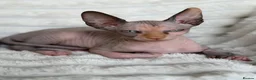 Sphynx cats for sale: Canadian Sphynx Kittens  - Advert 19