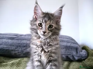 Maine Coon cats READY! BEAUTIFUL MAINE COON KITTEN - Advert 18