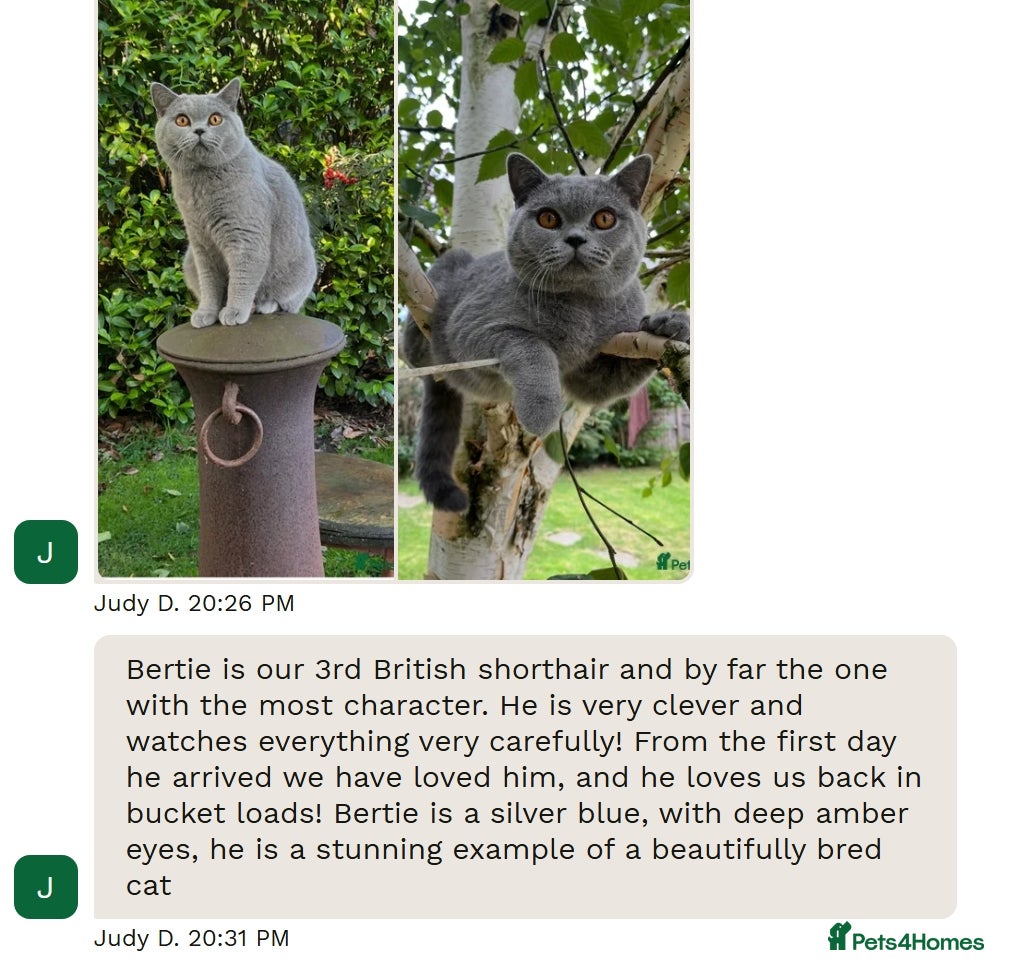 British Shorthair cats PURRING 100% PURE SILVER BLUE Champions - Advert 2