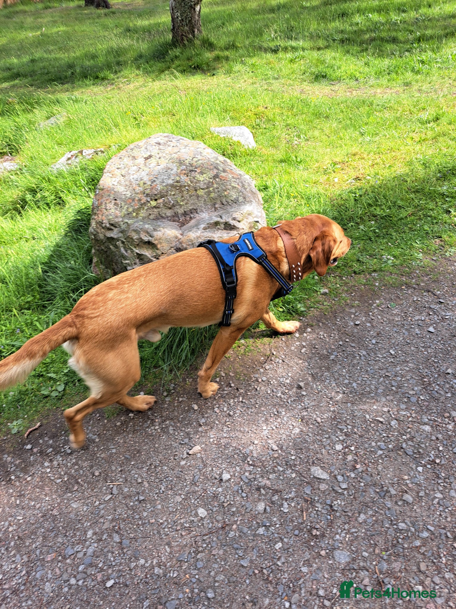 Labrador Retriever dogs for stud: STUD ONLY - Proven Fox Red Labrador  - Advert 8
