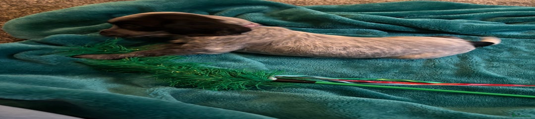 Cocker Spaniel Puppy 6 purple collar girl