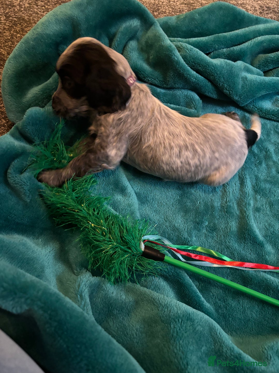 Cocker Spaniel dogs for sale: Georgous blue roan cocker spaniels - Image 20