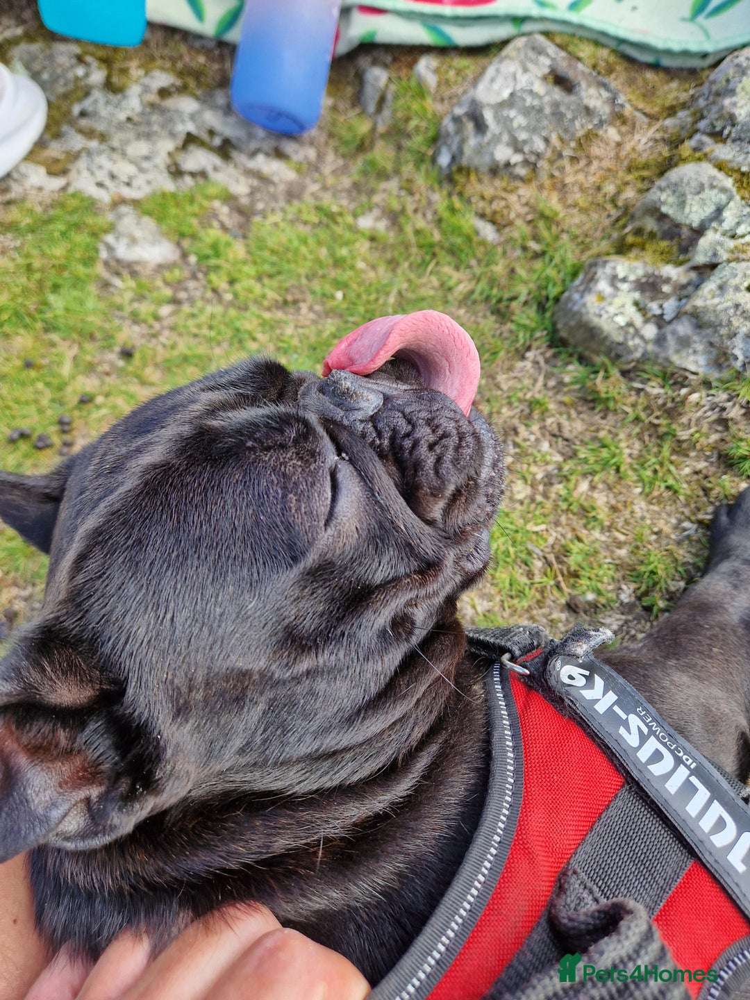 French Bulldog dogs for sale: Beautiful example of a French Bulldog - Advert 3