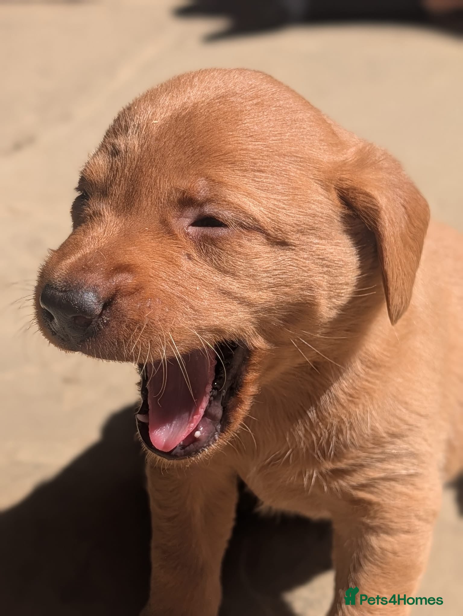 Labrador Retriever dogs Ready to Leave - Labrador puppies  - Advert 11
