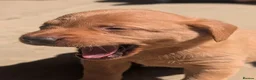 Labrador Retriever dogs for sale: Ready to Leave - Labrador puppies  in Leeds - Advert 1
