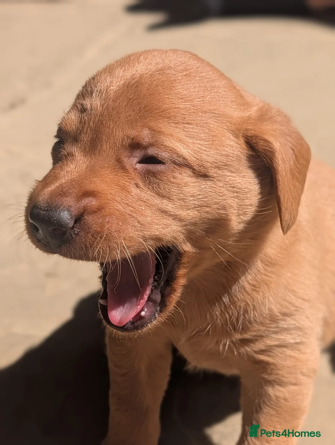 Labrador Retriever dogs for sale: Ready to Leave - Labrador puppies  in Leeds - Advert 1