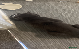 British Shorthair cats for sale: Loving gray cat looking for new home  - Image 3