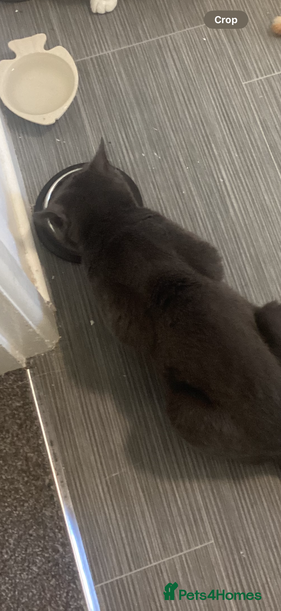 British Shorthair cats for sale: Loving gray cat looking for new home  - Image 3