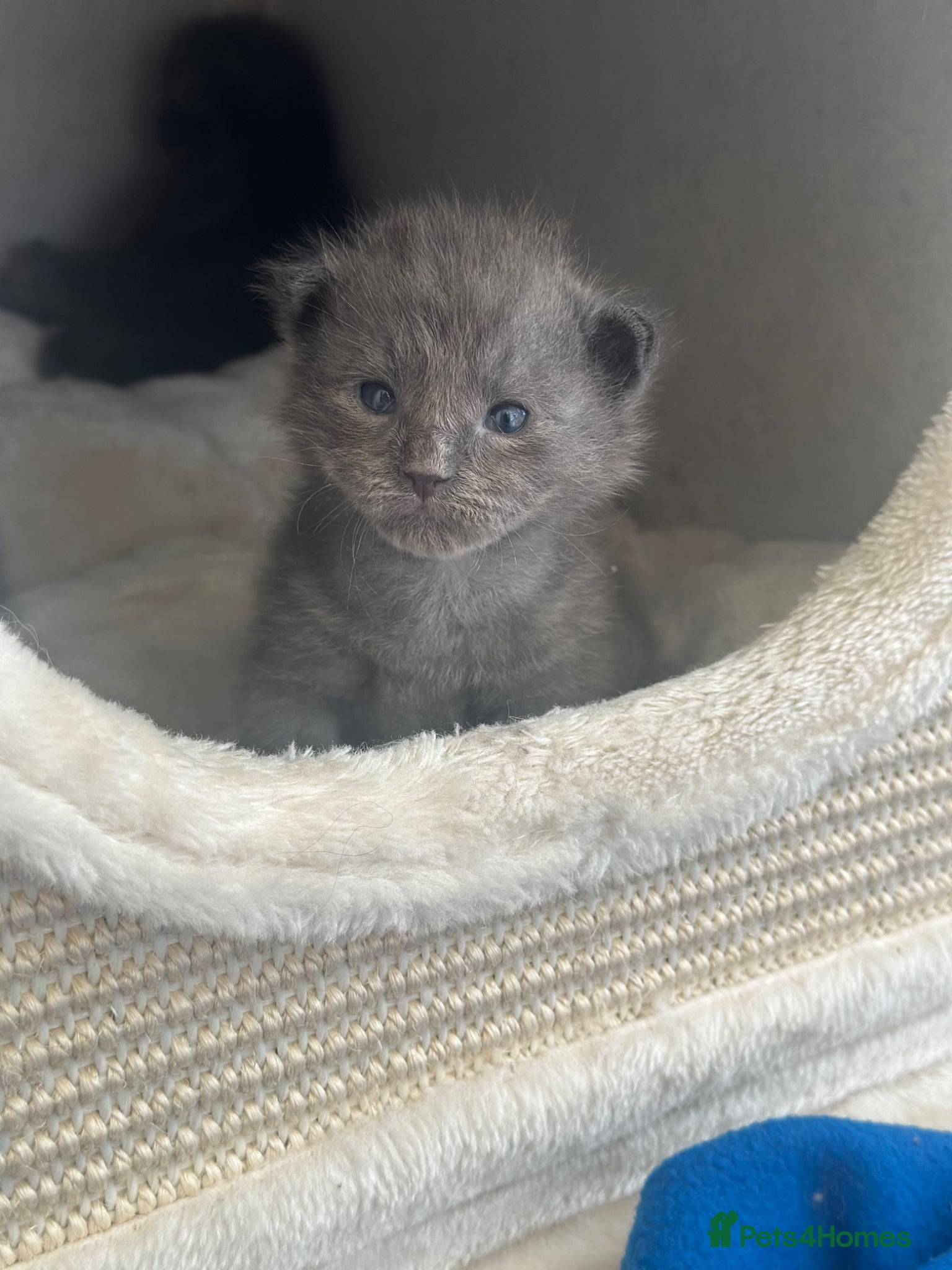 Maine Coon cats ✨ Beautiful Ragcoons - Ready June - Advert 7