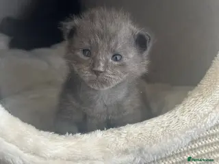 Maine Coon cats ✨ Beautiful Ragcoons - Ready June - Advert 7