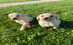 Labrador Retriever dogs for sale: Labrador retriever - Image 4