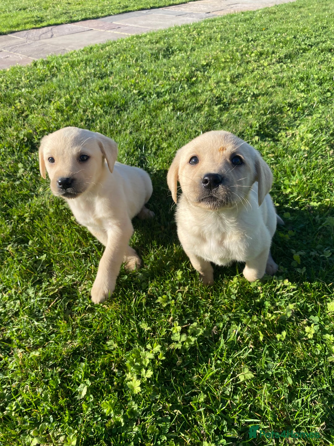 Labrador Retriever dogs for sale: Labrador retriever - Image 4