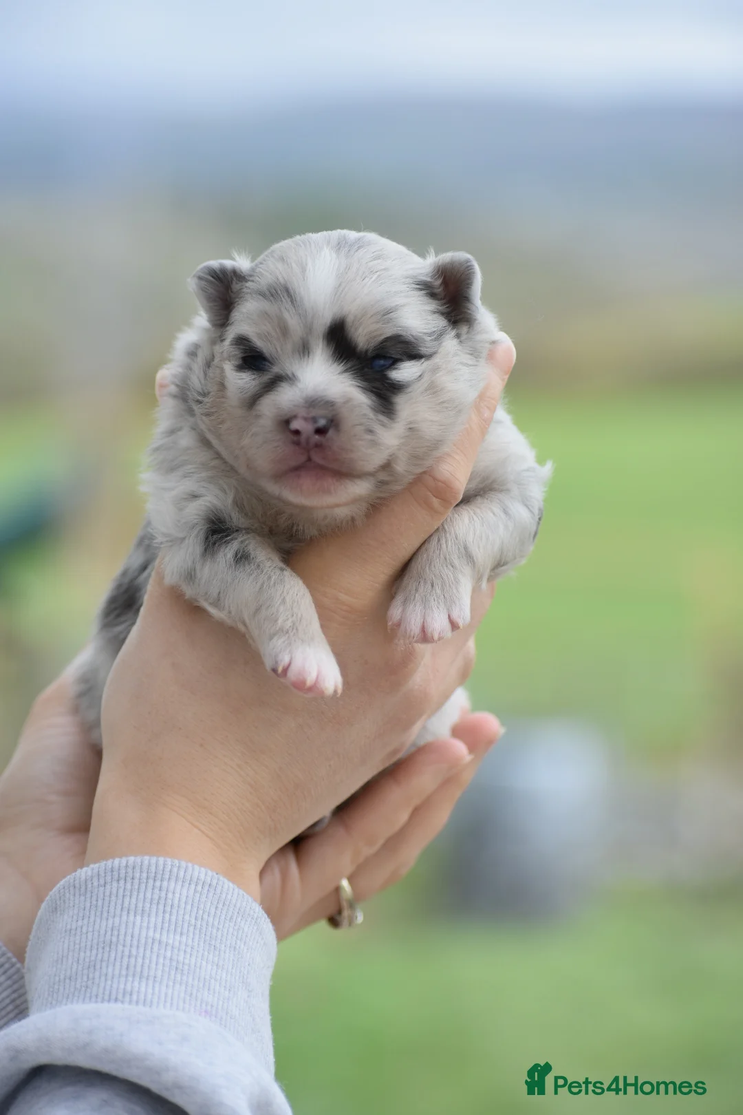 Pomsky dogs for sale: Stunning Pomsky puppies from health tested parents - Advert 5