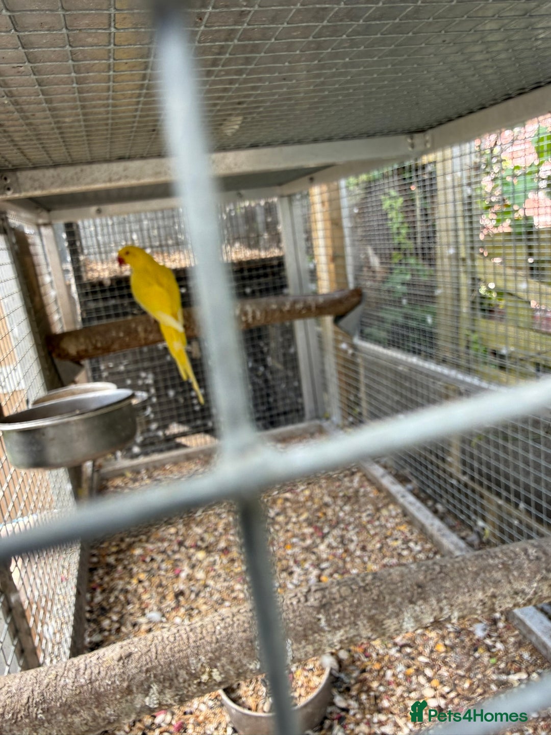 Ringnecks birds for sale: PAIR OF RINGNECKS - Image 3