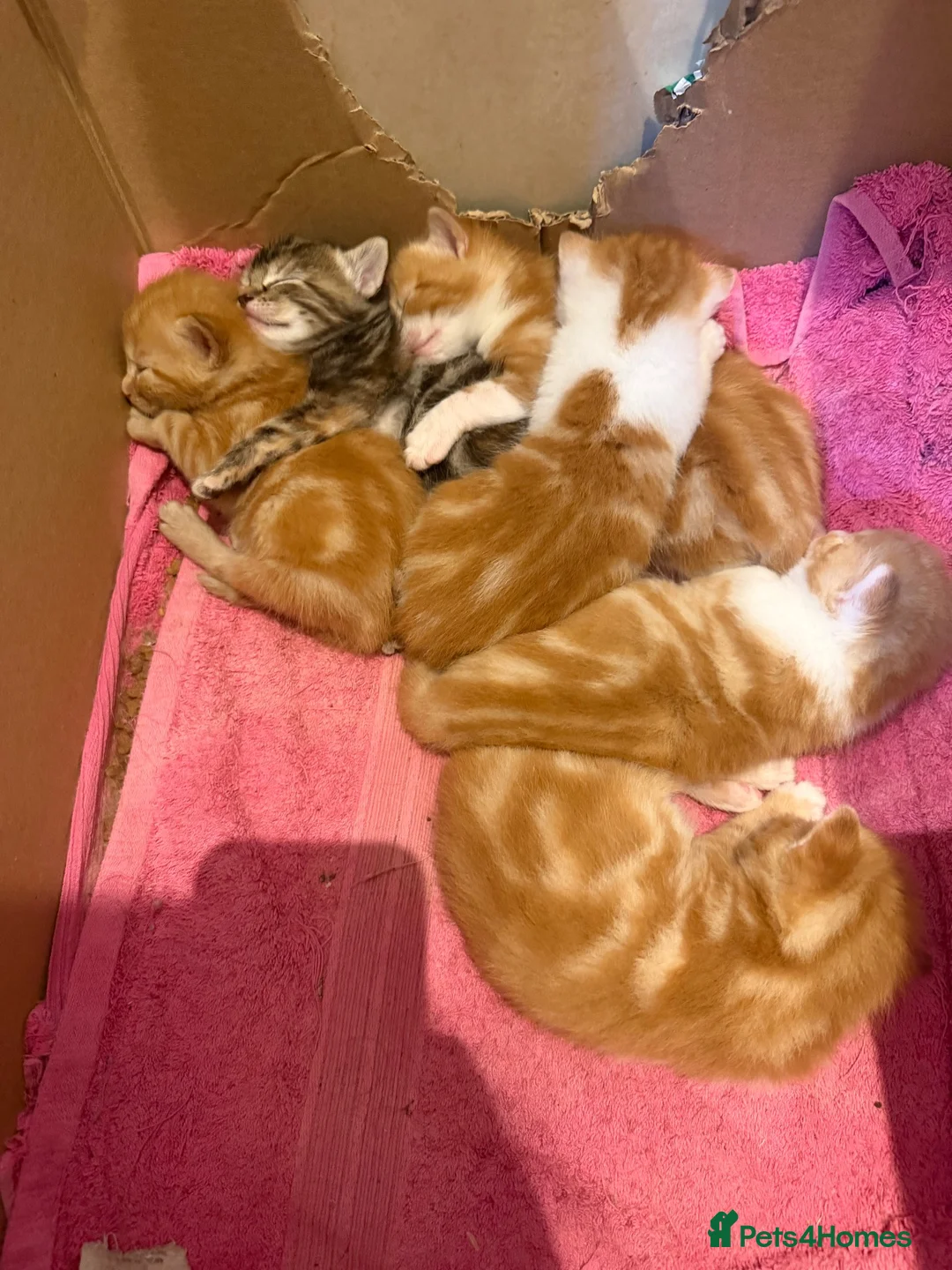 Mixed Breed cats for sale: Gorgeous friendly kittens  - Advert 8