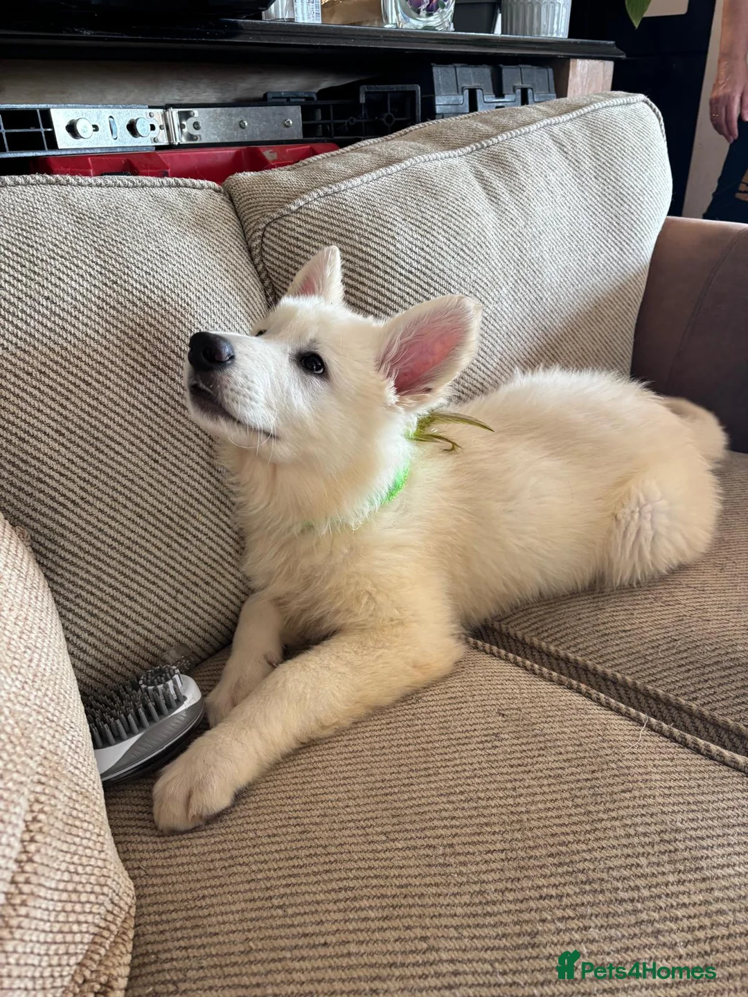 White Swiss Shepherd dogs for sale: Ariande - Advert 6