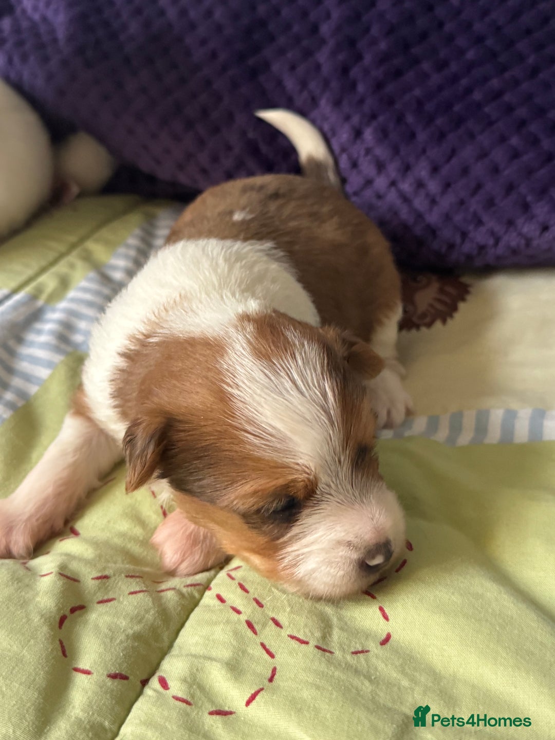 Biewer Terrier dogs for sale: Superb pedigree Biewer pups - DNA Health tested - Advert 10