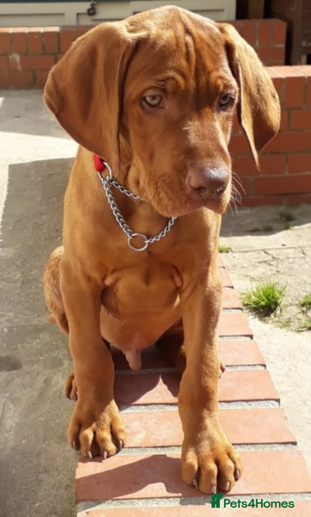 Hungarian Vizsla dogs for stud: Hungarian Vizsla for stud! in Llantwit Major - Advert 7