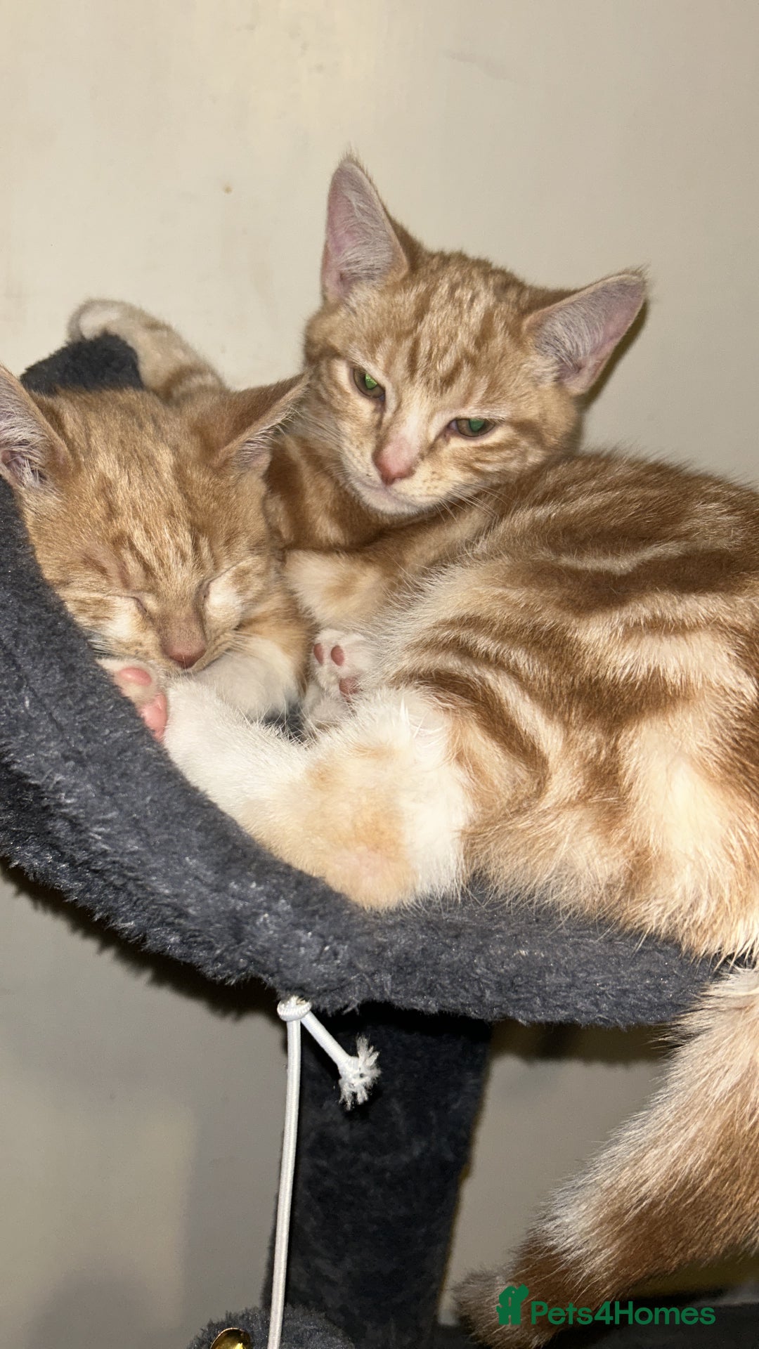 Domestic Shorthair cats for sale: Two ginger males (HAVE TO GO TOGETHER- READ DESC) - Advert 3