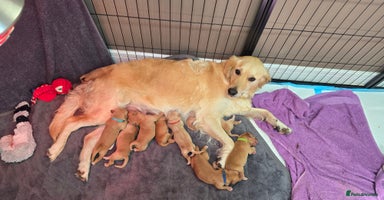 Golden Retriever dogs - Advert 2