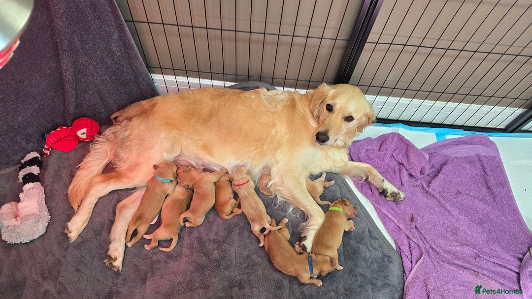 Golden Retriever dogs for sale: 9 Golden Retriever Pups - Image 2