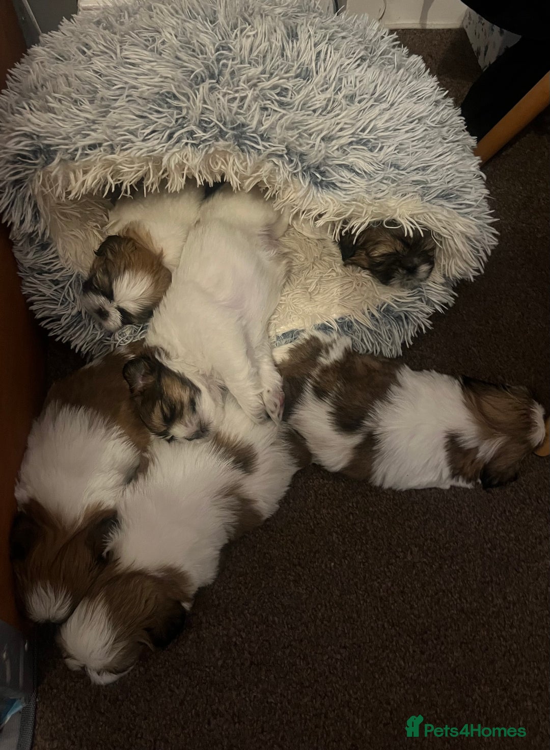 Shih Tzu dogs for sale: Beautiful Tricolour Mini Shih Tzu Puppies - Advert 14