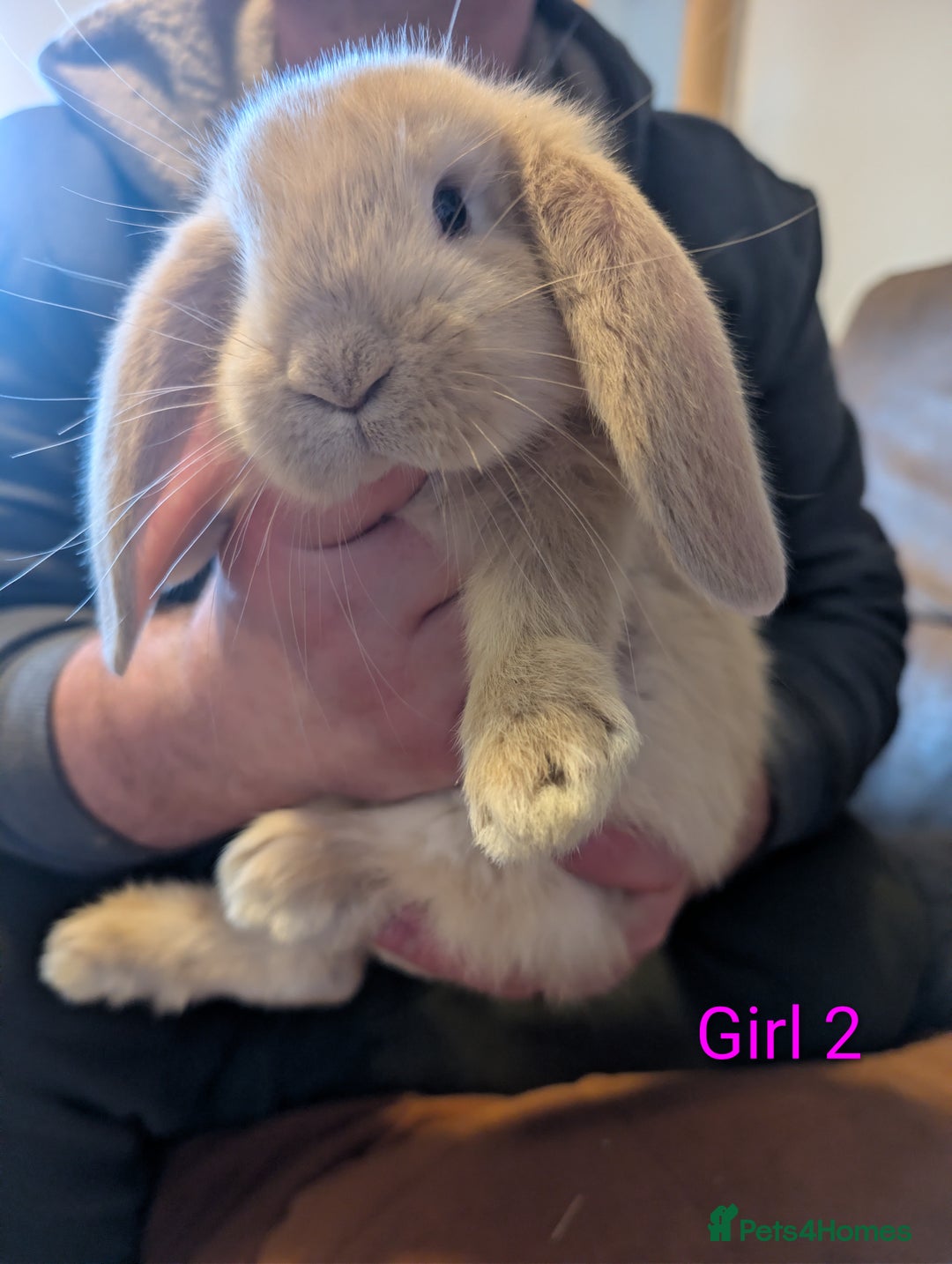 Continental Giant rabbits for sale: Giant bunnies  - Advert 12