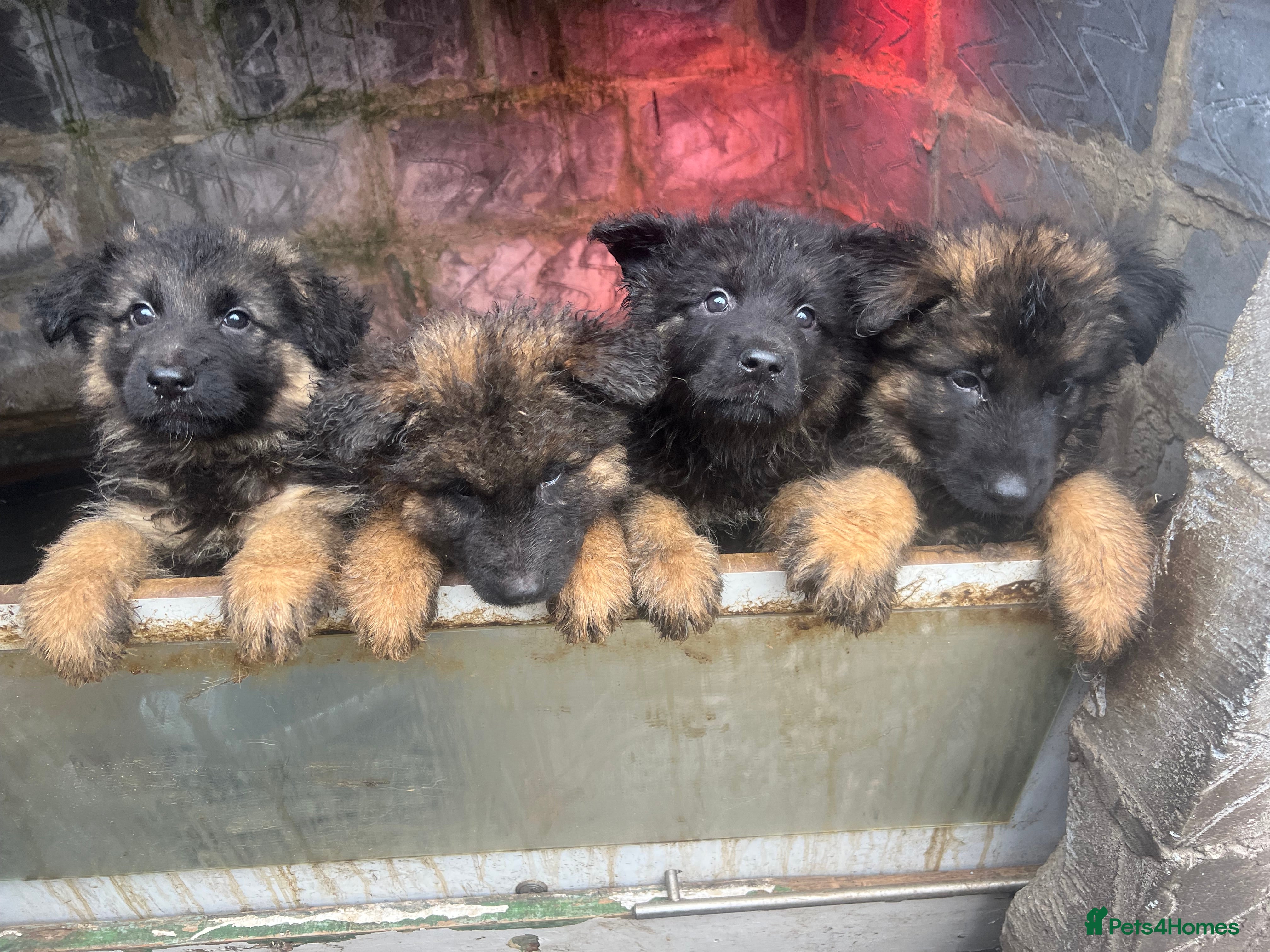 German Shepherd dogs 7 Big Chunky German Shepherd puppies  in London - Advert 14