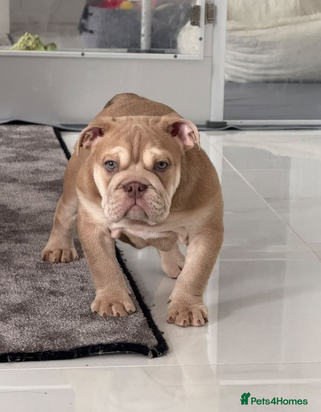 English Bulldog dogs for stud: KC registered chocolate and tan stud  in Birmingham - Advert 11