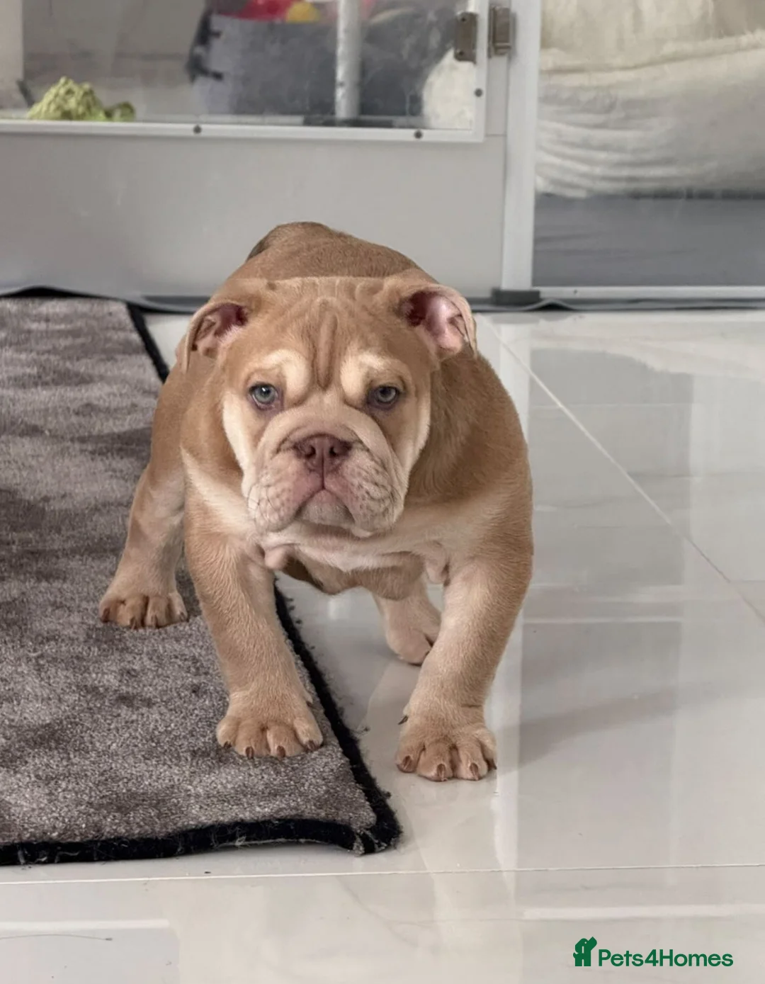 English Bulldog dogs for stud: KC registered chocolate and tan stud  in Birmingham - Advert 11