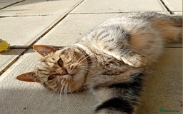 Persian cats for sale: Beautiful mum and daughter  - Image 5