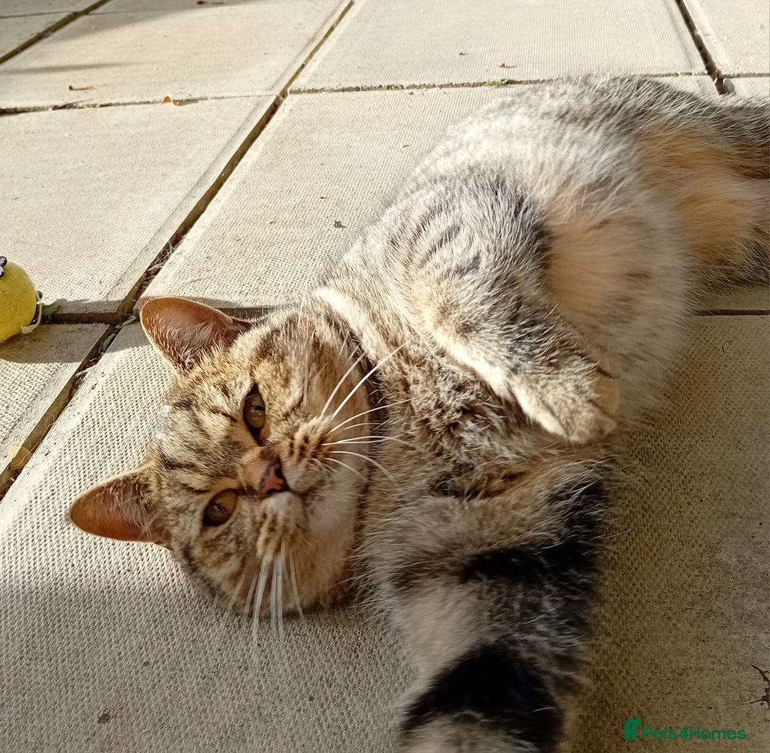 Persian cats for sale: Beautiful mum and daughter  - Image 5
