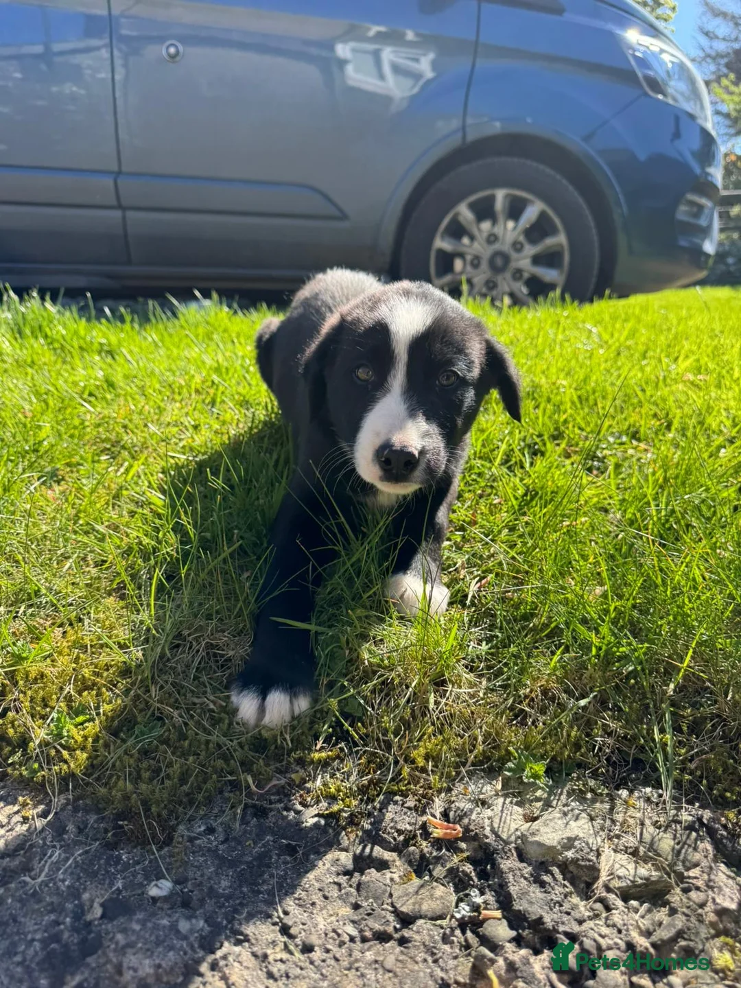 Border Collie dogs for sale: Male border collie - Advert 1