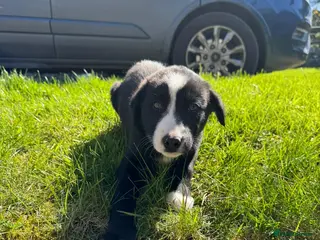 Border Collie dogs Male border collie - Advert 6