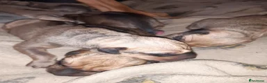 Rhodesian Ridgeback Puppy 7
