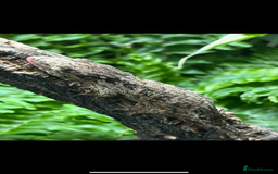 Gecko reptiles for sale: 2 Baby Leachianus Geckos - Image 1