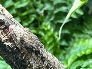 Gecko reptiles - Advert 12
