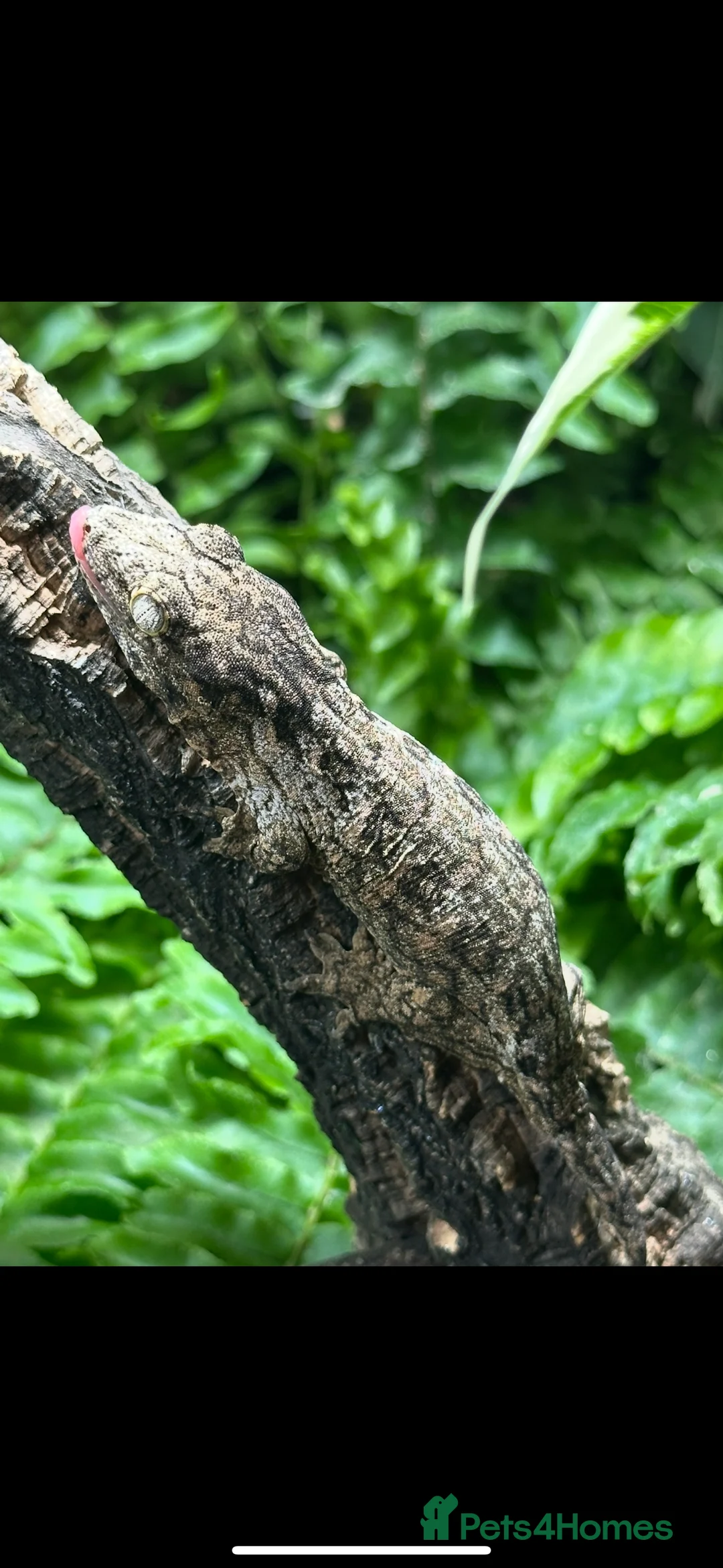 Gecko reptiles for sale: 2 Juvenile Leachianus Geckos - Advert 1