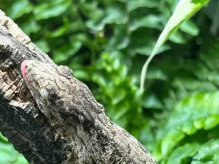 Gecko reptiles 2 Juvenile Leachianus Geckos - Advert 6